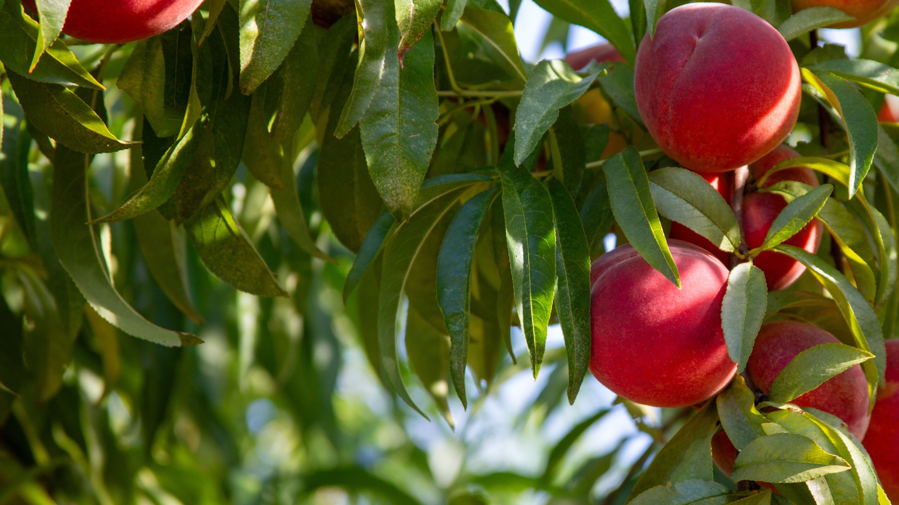 Close up of peaches on the tree