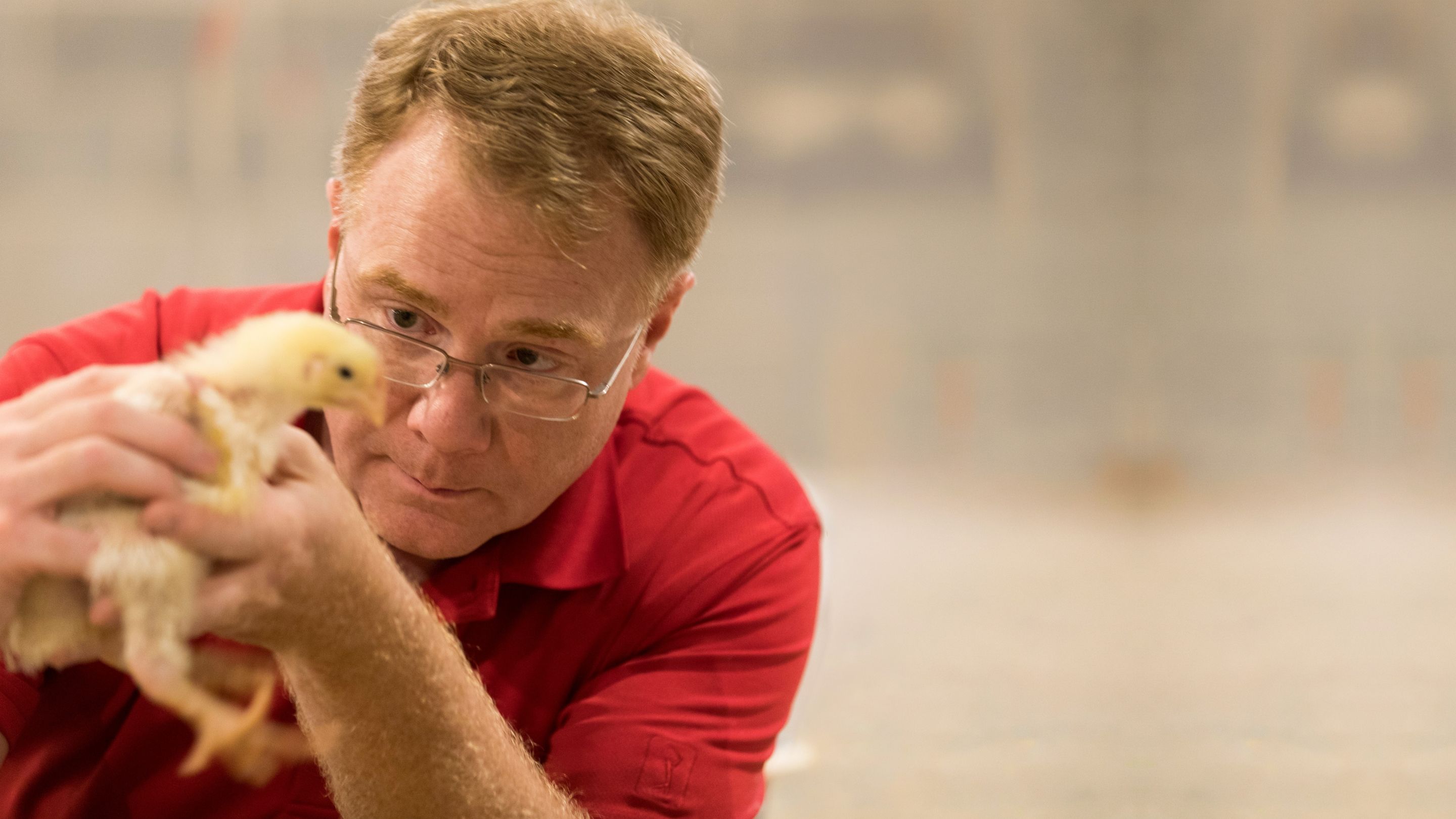 Close-up of professor holding chick