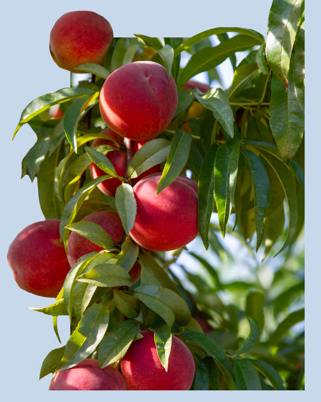 Peaches on the tree