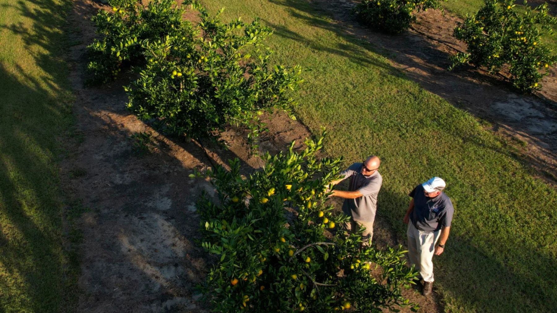 Two men working in fruit orchard