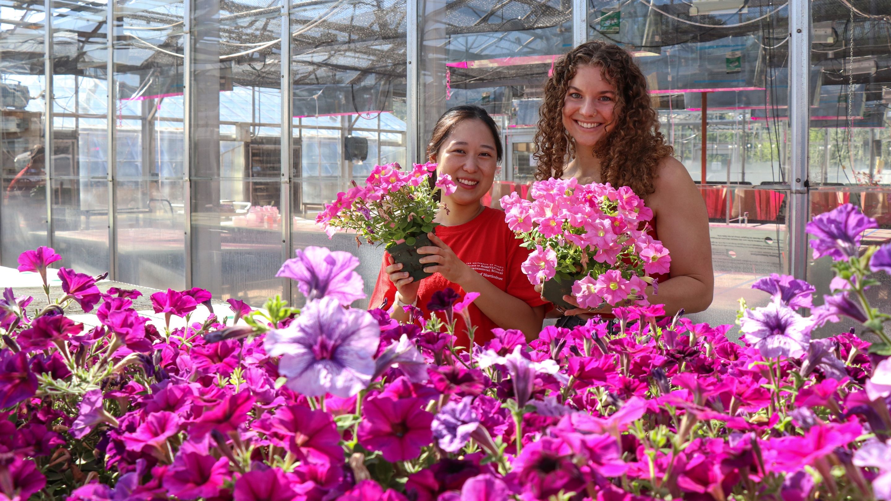 Two smiling students hold potted pink petunias in a UGA College of Agricultural and Environmental Sciences greenhouse, standing behind a bed of blooming magenta and purple petunias.