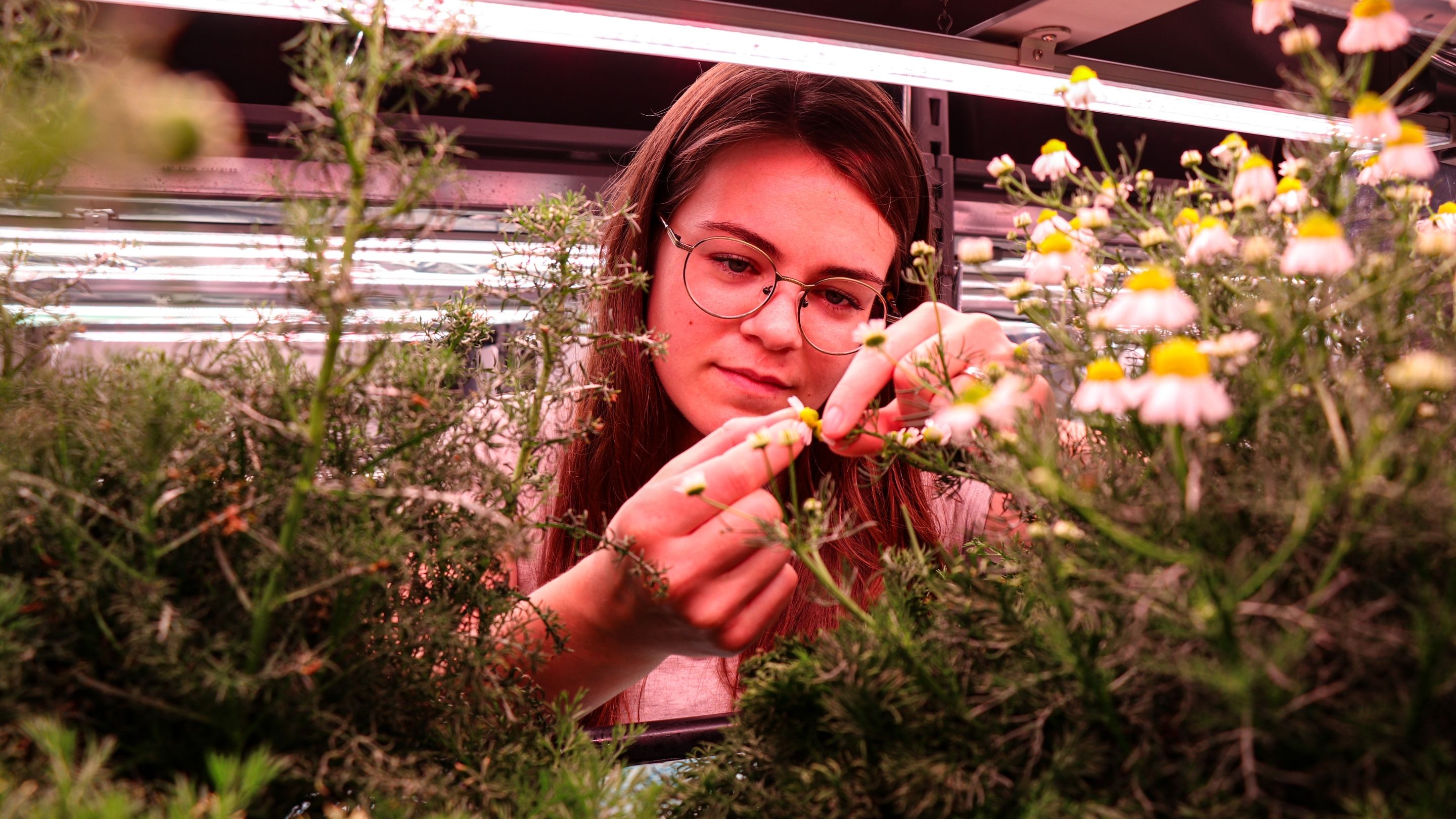 A young person wearing glasses examines chamomile flowers by hand under pink LED grow lights in an indoor plant growth chamber, surrounded by feathery green foliage and small white and yellow blooms.